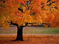 Tips for Getting Your Home Ready for Fall Tips for Getting Your Home Ready for Fall